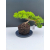 Żywe Drzewko Bonsai Jałowiec Rozesłany Procumbens 11-letni +GRATIS 542
