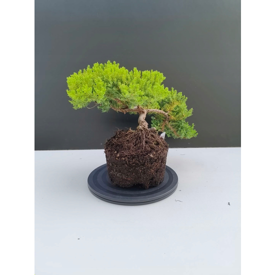 Żywe Drzewko Bonsai Jałowiec Rozesłany Procumbens 11-letni +GRATIS 542