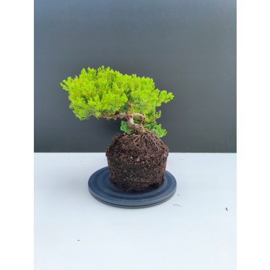 Żywe Drzewko Bonsai Jałowiec Rozesłany Procumbens 11-letni +GRATIS 542