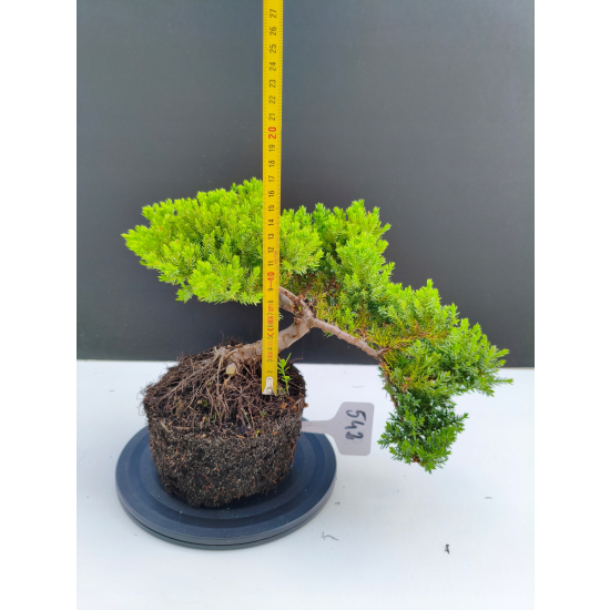 Żywe Drzewko Bonsai Jałowiec Rozesłany Procumbens 11-letni +GRATIS 542