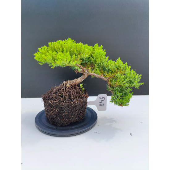 Żywe Drzewko Bonsai Jałowiec Rozesłany Procumbens 11-letni +GRATIS 542