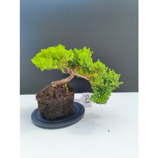 Żywe Drzewko Bonsai Jałowiec Rozesłany Procumbens 11-letni +GRATIS 542