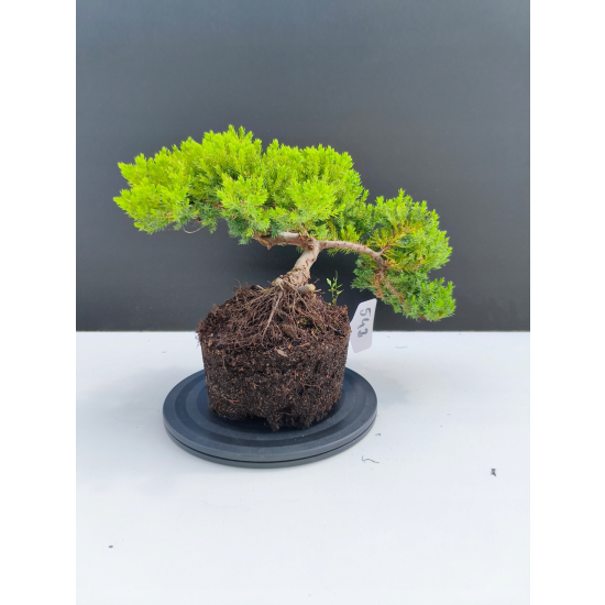 Żywe Drzewko Bonsai Jałowiec Rozesłany Procumbens 11-letni +GRATIS 542