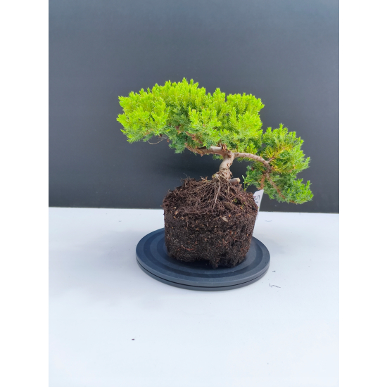Żywe Drzewko Bonsai Jałowiec Rozesłany Procumbens 11-letni +GRATIS 542