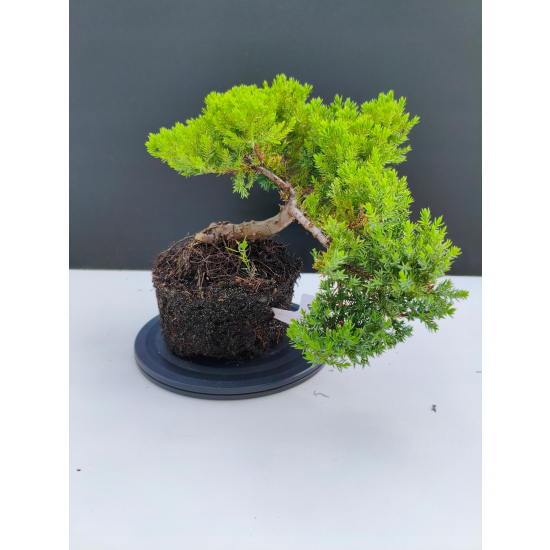 Żywe Drzewko Bonsai Jałowiec Rozesłany Procumbens 11-letni +GRATIS 542
