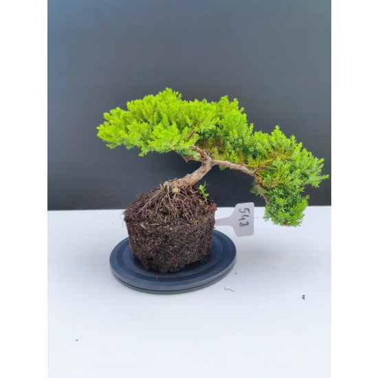 Żywe Drzewko Bonsai Jałowiec Rozesłany Procumbens 11-letni +GRATIS 542
