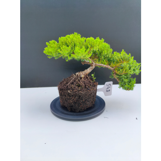 Żywe Drzewko Bonsai Jałowiec Rozesłany Procumbens 11-letni +GRATIS 542