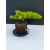 Żywe Drzewko Bonsai Jałowiec Rozesłany Procumbens 11-letni +GRATIS 516