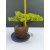 Żywe Drzewko Bonsai Jałowiec Rozesłany Procumbens 11-letni +GRATIS 516