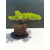 Żywe Drzewko Bonsai Jałowiec Rozesłany Procumbens 11-letni +GRATIS 516
