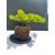 Żywe Drzewko Bonsai Jałowiec Rozesłany Procumbens 11-letni +GRATIS 516