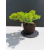 Żywe Drzewko Bonsai Jałowiec Rozesłany Procumbens 11-letni +GRATIS 516