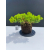 Żywe Drzewko Bonsai Jałowiec Rozesłany Procumbens 11-letni +GRATIS 516