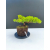 Żywe Drzewko Bonsai Jałowiec Rozesłany Procumbens 11-letni +GRATIS 516