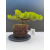 Żywe Drzewko Bonsai Jałowiec Rozesłany Procumbens 11-letni +GRATIS 516