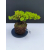 Żywe Drzewko Bonsai Jałowiec Rozesłany Procumbens 11-letni +GRATIS 516