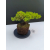 Żywe Drzewko Bonsai Jałowiec Rozesłany Procumbens 11-letni +GRATIS 516