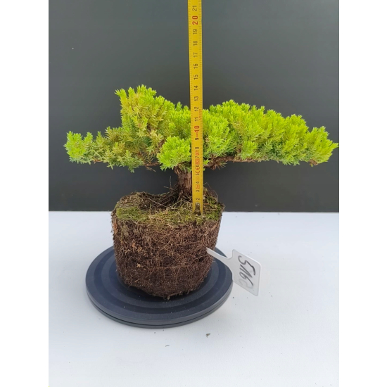 Żywe Drzewko Bonsai Jałowiec Rozesłany Procumbens 11-letni +GRATIS 516