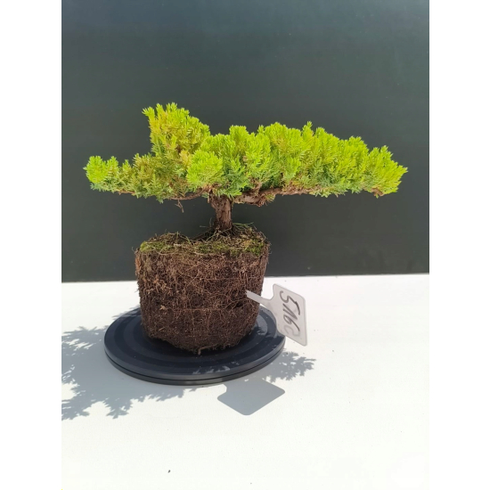 Żywe Drzewko Bonsai Jałowiec Rozesłany Procumbens 11-letni +GRATIS 516