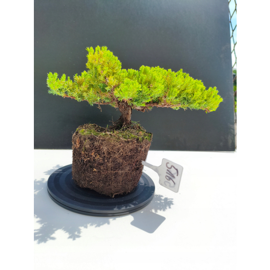 Żywe Drzewko Bonsai Jałowiec Rozesłany Procumbens 11-letni +GRATIS 516