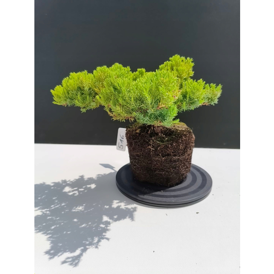 Żywe Drzewko Bonsai Jałowiec Rozesłany Procumbens 11-letni +GRATIS 516