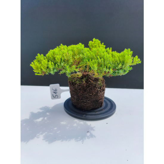 Żywe Drzewko Bonsai Jałowiec Rozesłany Procumbens 11-letni +GRATIS 516