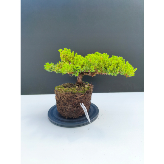 Żywe Drzewko Bonsai Jałowiec Rozesłany Procumbens 11-letni +GRATIS 516