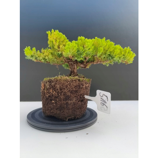 Żywe Drzewko Bonsai Jałowiec Rozesłany Procumbens 11-letni +GRATIS 516