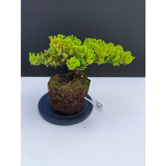 Żywe Drzewko Bonsai Jałowiec Rozesłany Procumbens 11-letni +GRATIS 516