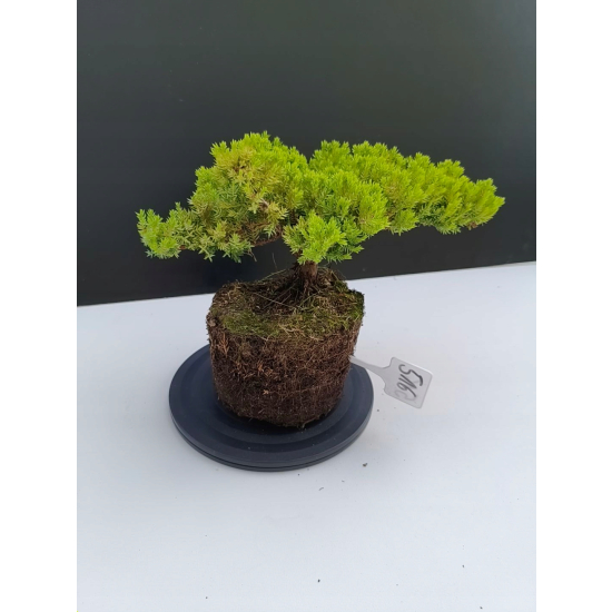 Żywe Drzewko Bonsai Jałowiec Rozesłany Procumbens 11-letni +GRATIS 516