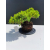 Żywe Drzewko Bonsai Jałowiec Rozesłany Procumbens 11-letni +GRATIS 480