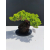 Żywe Drzewko Bonsai Jałowiec Rozesłany Procumbens 11-letni +GRATIS 480
