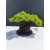 Żywe Drzewko Bonsai Jałowiec Rozesłany Procumbens 11-letni +GRATIS 480