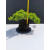 Żywe Drzewko Bonsai Jałowiec Rozesłany Procumbens 11-letni +GRATIS 480