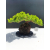 Żywe Drzewko Bonsai Jałowiec Rozesłany Procumbens 11-letni +GRATIS 480