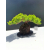 Żywe Drzewko Bonsai Jałowiec Rozesłany Procumbens 11-letni +GRATIS 480