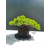 Żywe Drzewko Bonsai Jałowiec Rozesłany Procumbens 11-letni +GRATIS 480