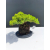 Żywe Drzewko Bonsai Jałowiec Rozesłany Procumbens 11-letni +GRATIS 480