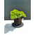 Żywe Drzewko Bonsai Jałowiec Rozesłany Procumbens 11-letni +GRATIS 480
