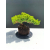 Żywe Drzewko Bonsai Jałowiec Rozesłany Procumbens 11-letni +GRATIS 480