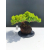 Żywe Drzewko Bonsai Jałowiec Rozesłany Procumbens 11-letni +GRATIS 480