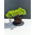 Żywe Drzewko Bonsai Jałowiec Rozesłany Procumbens 11-letni +GRATIS 480
