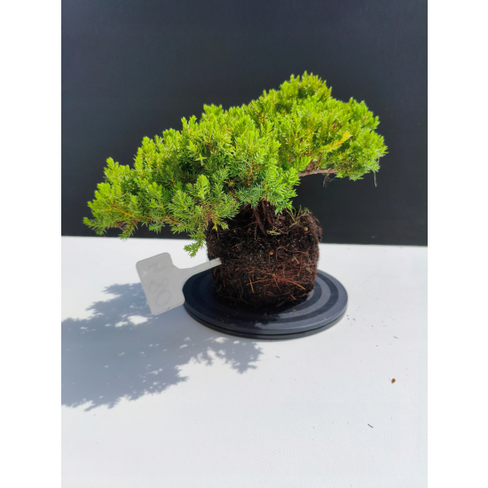 Żywe Drzewko Bonsai Jałowiec Rozesłany Procumbens 11-letni +GRATIS 480