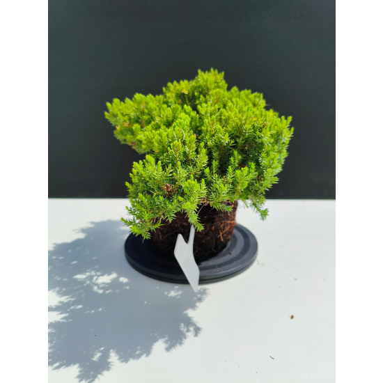 Żywe Drzewko Bonsai Jałowiec Rozesłany Procumbens 11-letni +GRATIS 480