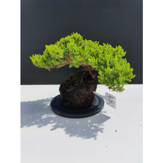 Żywe Drzewko Bonsai Jałowiec Rozesłany Procumbens 11-letni +GRATIS 480