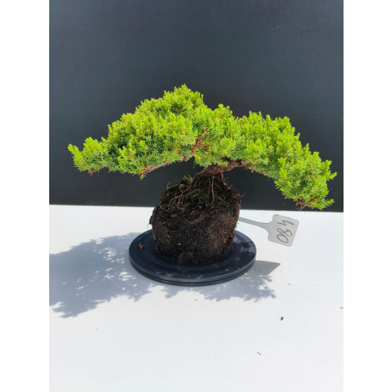 Żywe Drzewko Bonsai Jałowiec Rozesłany Procumbens 11-letni +GRATIS 480