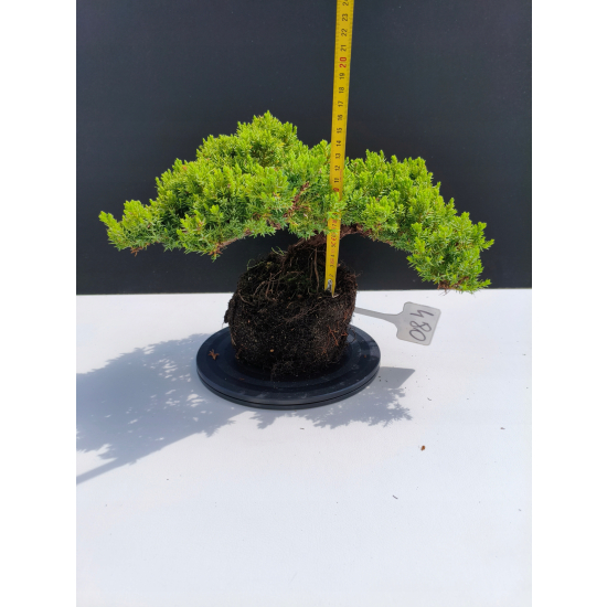 Żywe Drzewko Bonsai Jałowiec Rozesłany Procumbens 11-letni +GRATIS 480