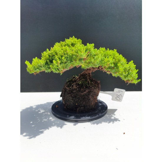 Żywe Drzewko Bonsai Jałowiec Rozesłany Procumbens 11-letni +GRATIS 480