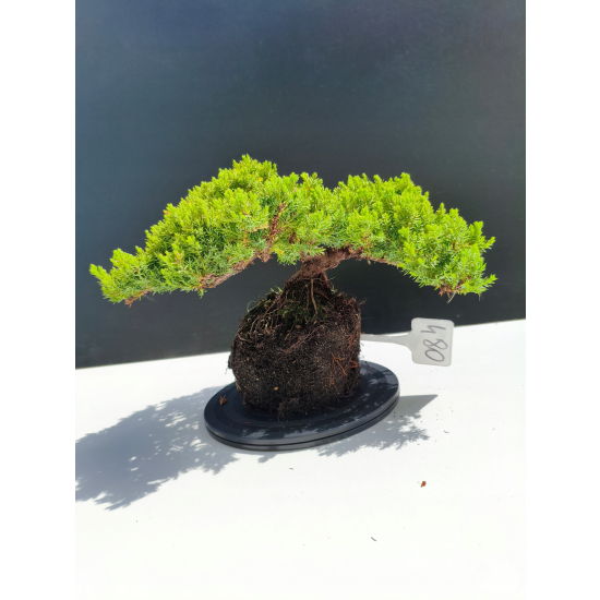 Żywe Drzewko Bonsai Jałowiec Rozesłany Procumbens 11-letni +GRATIS 480