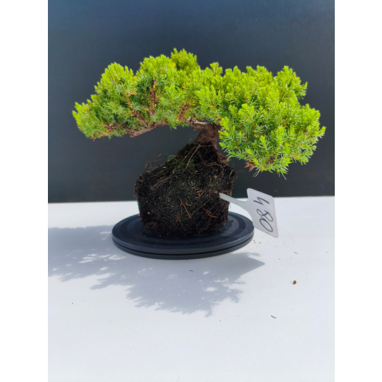 Żywe Drzewko Bonsai Jałowiec Rozesłany Procumbens 11-letni +GRATIS 480
